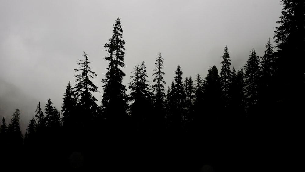 silhouette photo of trees with white clouds