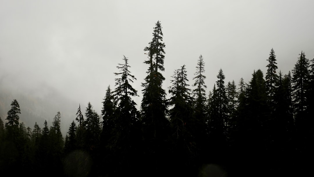 Tropical and subtropical coniferous forests photo spot Snow Lake Mount Rainier National Park