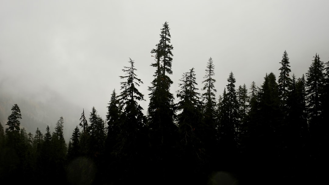 Tropical and subtropical coniferous forests photo spot Snow Lake Bend