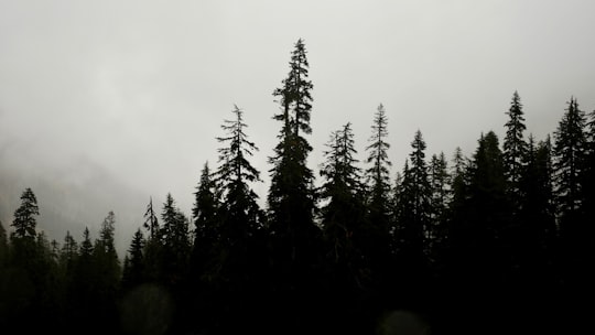 silhouette of trees in Snow Lake United States