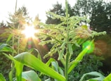 Farmers harvesting corn in a sunlit agricultural landscape.