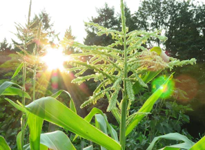 A dynamic vertical social media video shoot blending bold lighting and vibrant colors in an agricultural field setting.
