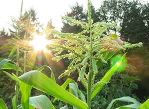 Farmers harvesting corn in a sunlit agricultural landscape.