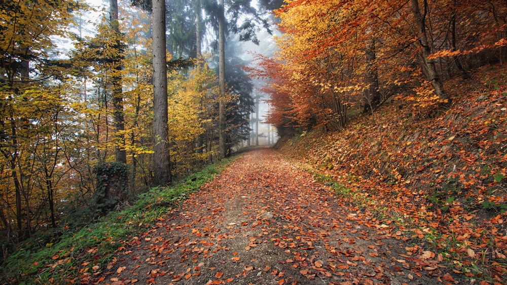 brown trees near road