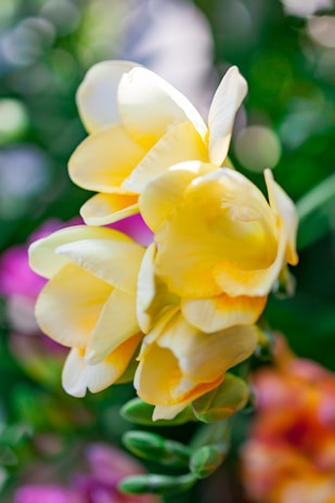 Close-up of fresh yellow flowers with soft shadows, reflecting the blog’s sunny and hopeful vibe.
