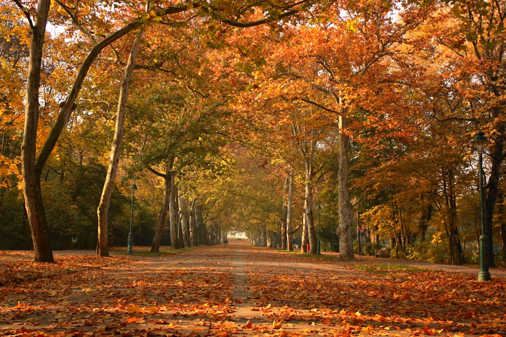 brown leafed trees pathway