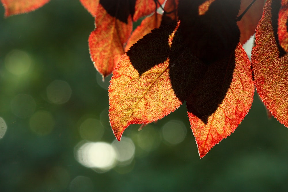 orange leaves