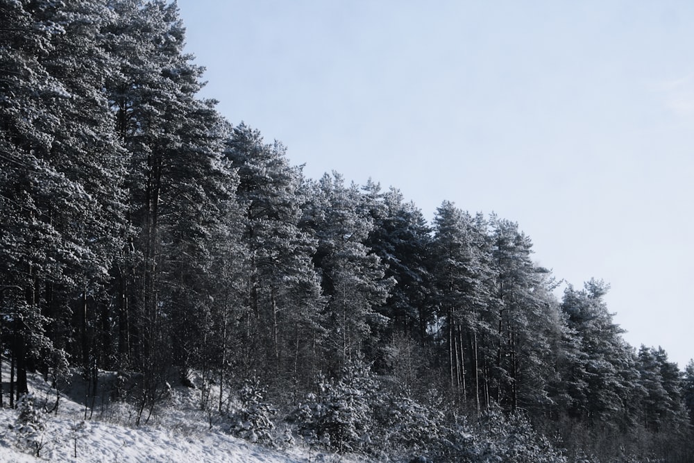 grayscale photo of trees