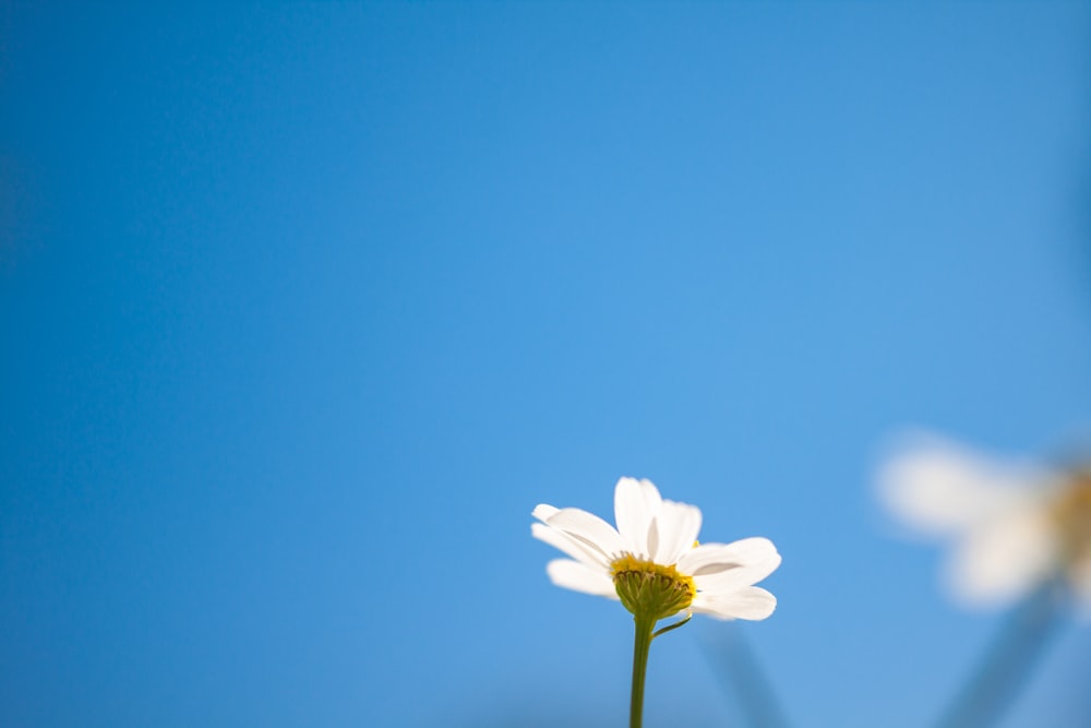 Photographie en contre-plongée de fleur de marguerite