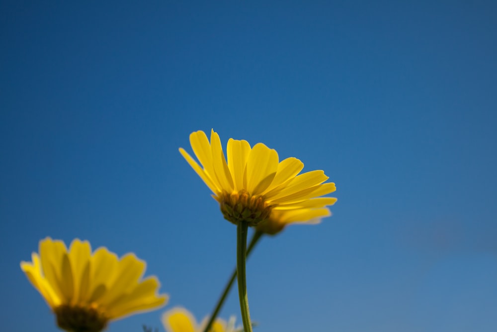 Nahaufnahme von weißen Gänseblümchenblüten