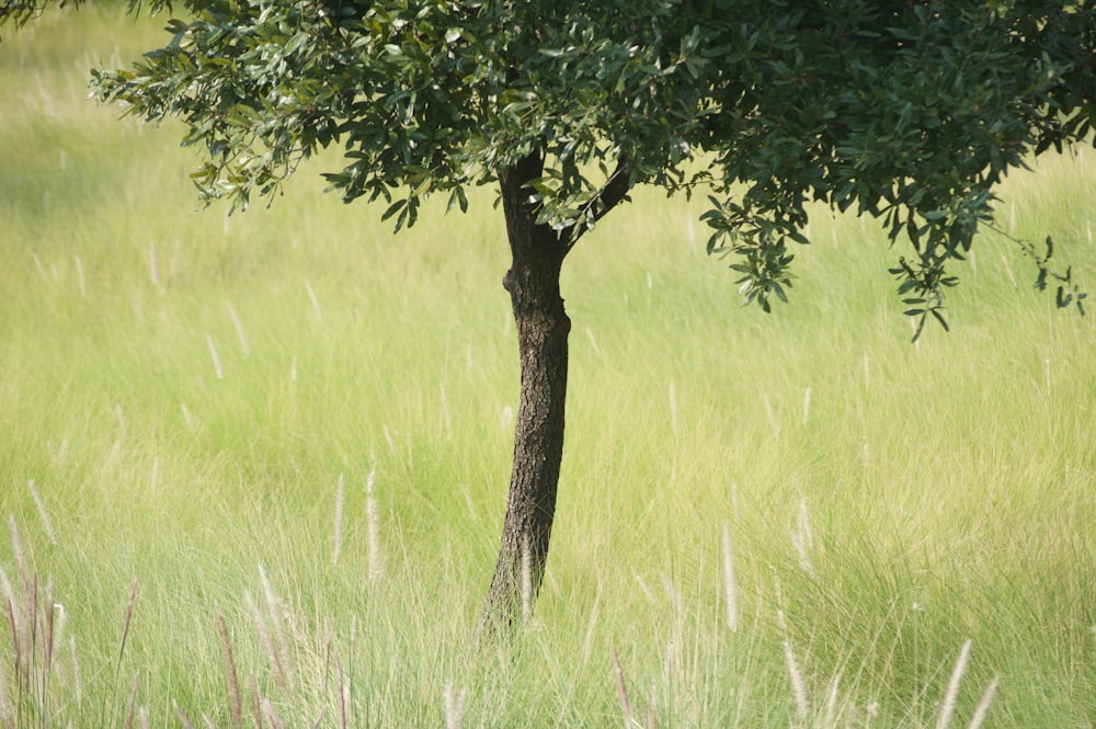 tree on green field