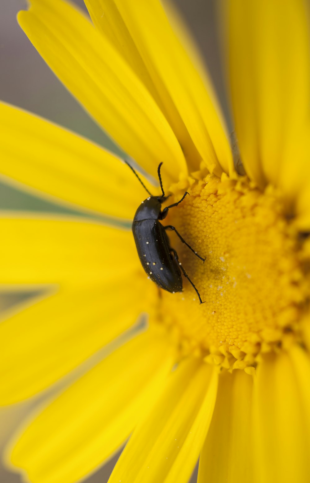 Fotografía de primer plano de insecto marrón en flor