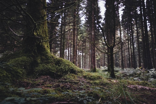 green grass on trees