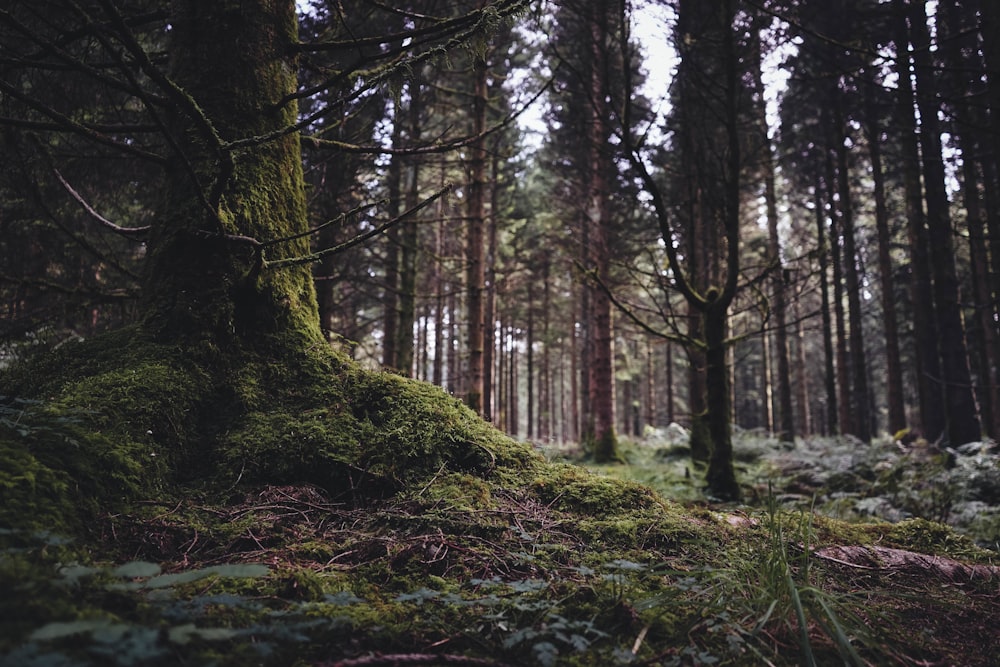 green grass on trees