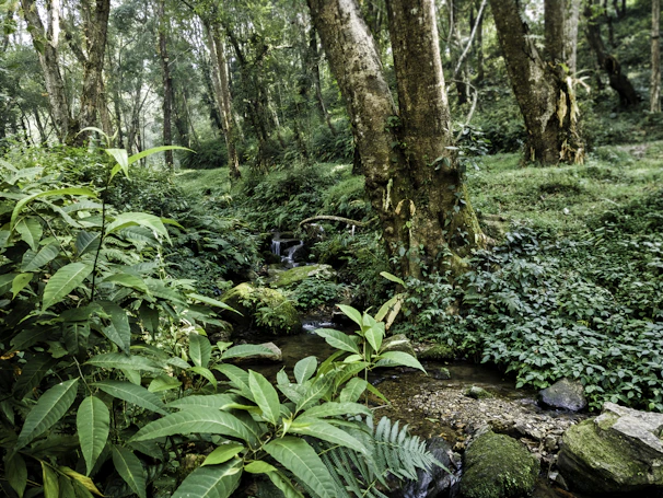 Lush green forest landscape in the Eastern Ghats with a small stream flowing through ancient trees.