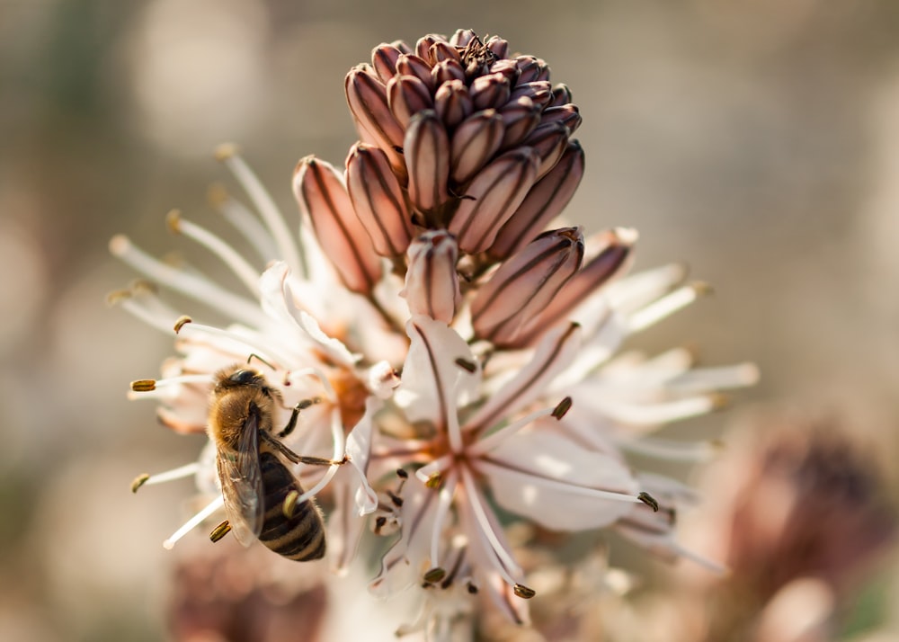 白い花の上のミツバチのセレクティブフォーカス写真