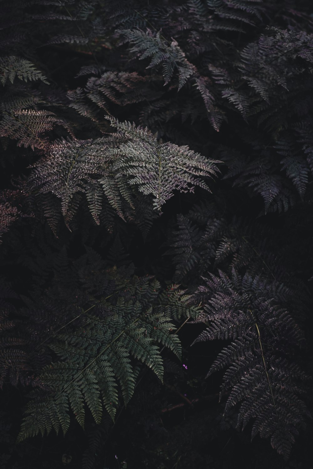 暗闇の中にある植物の束