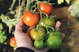 person holding green and red tomatoes
