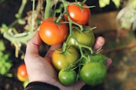 person holding green and red tomatoes