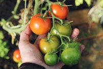 person holding green and red tomatoes