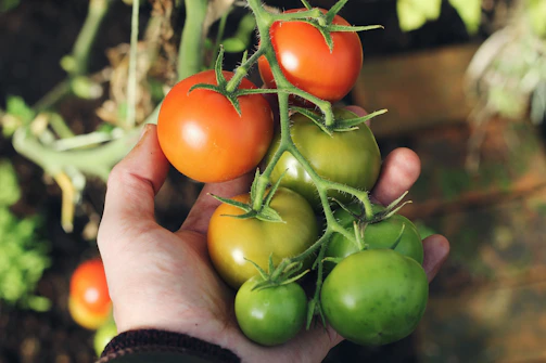 A farmer’s hands gently holding a cluster of freshly picked tomatoes still attached to the vine.
