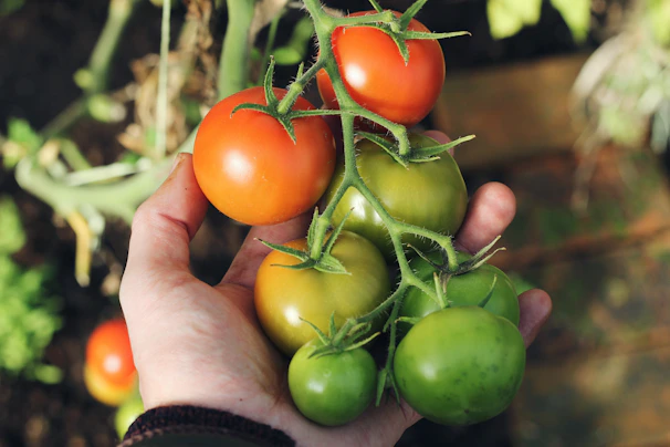 Hands of a local farmer holding freshly harvested ripe tomatoes with soil still clinging to them.