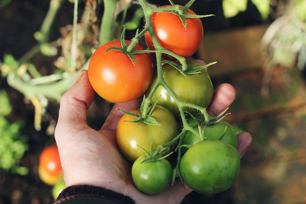 pessoa que segura tomates verdes e vermelhos