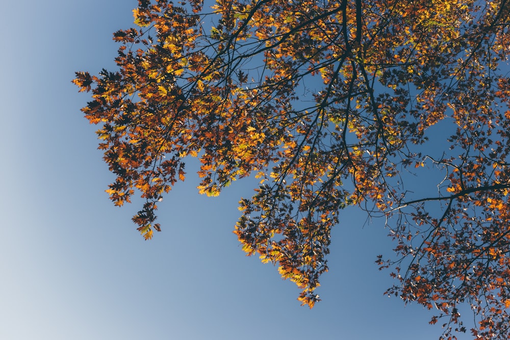 yellow leaves tree under blue sky during daytime