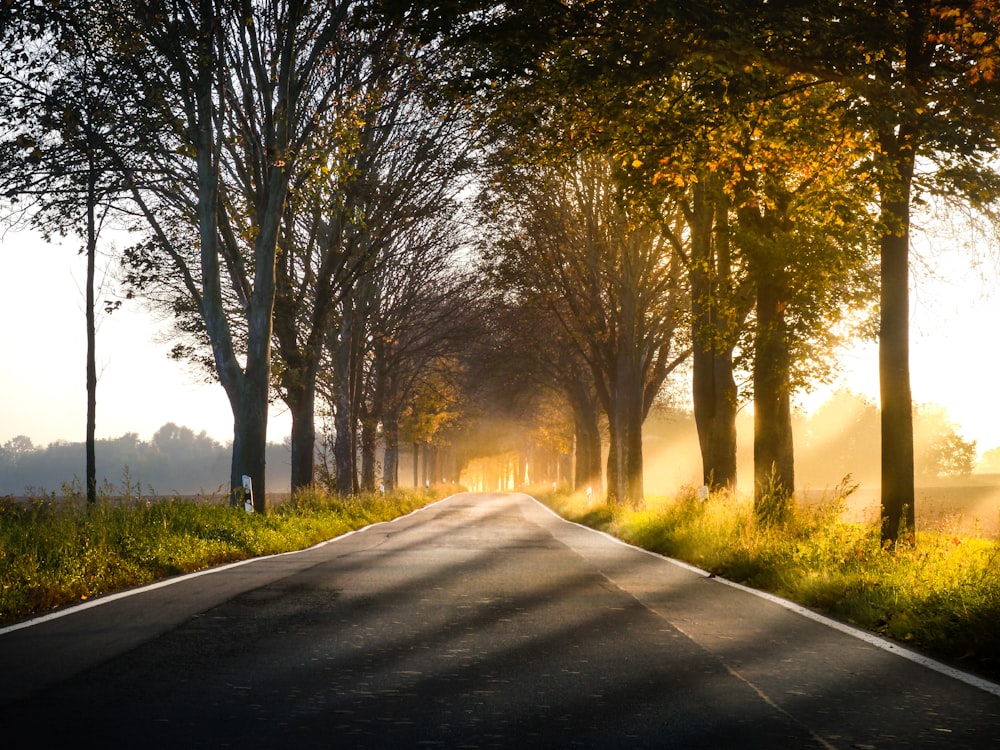 landscape of road near trees