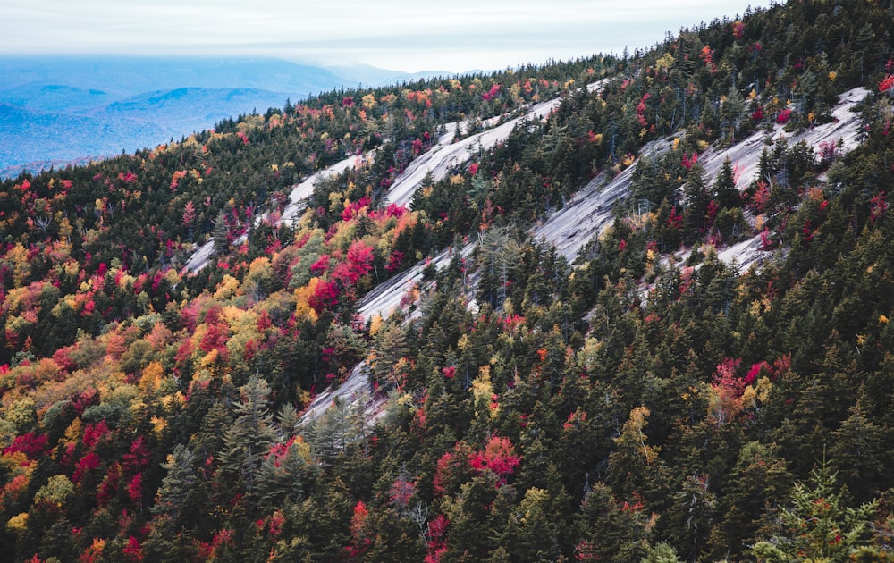 Photo aérienne de la forêt