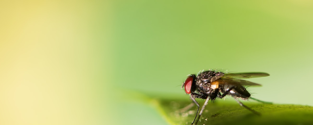 micro photography of black fly on green leaf