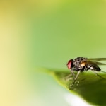 micro photography of black fly on green leaf