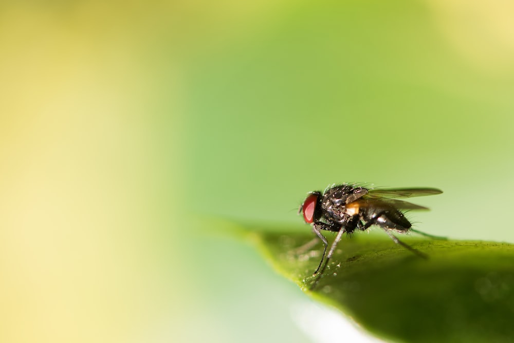 Mikrofotografie der schwarzen Fliege auf grünem Blatt