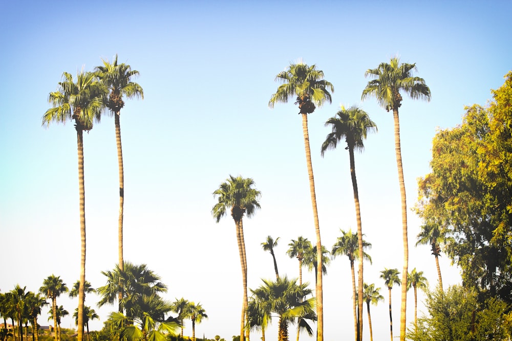 palm trees under clear blue sky