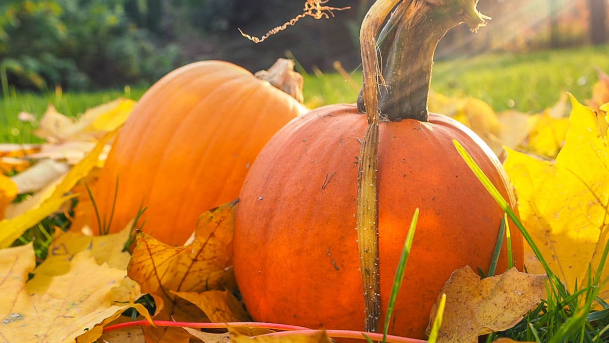 pumpkins for halloween in the Lake District