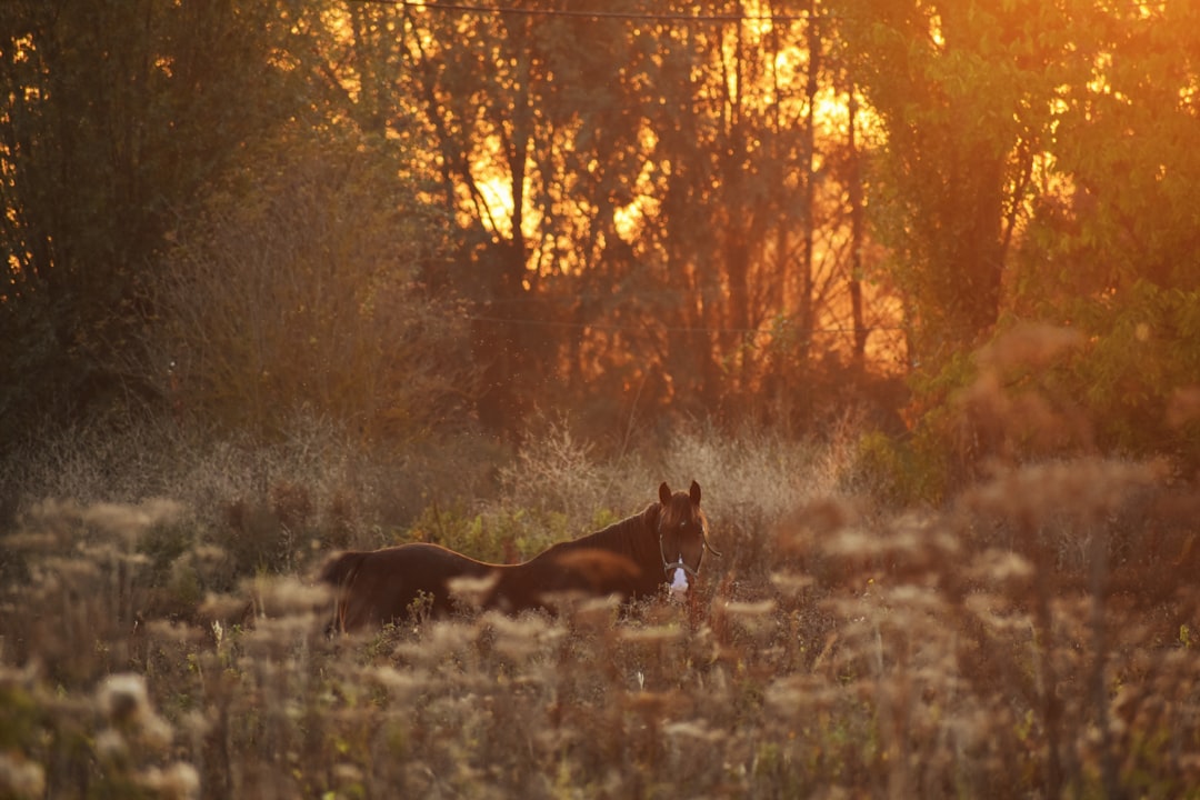 black horse galloping in tall bushes near woodland