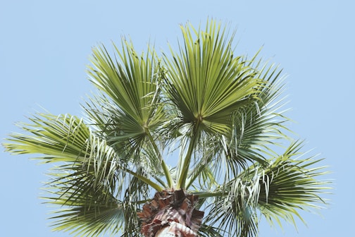 man's eye view of tree