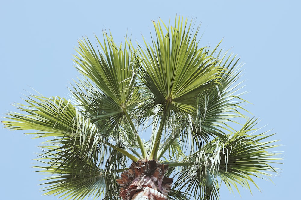 man's eye view of tree