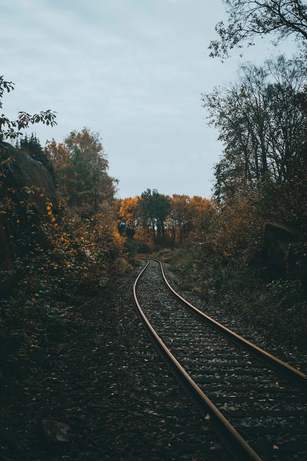 empty railroad between of forest trees