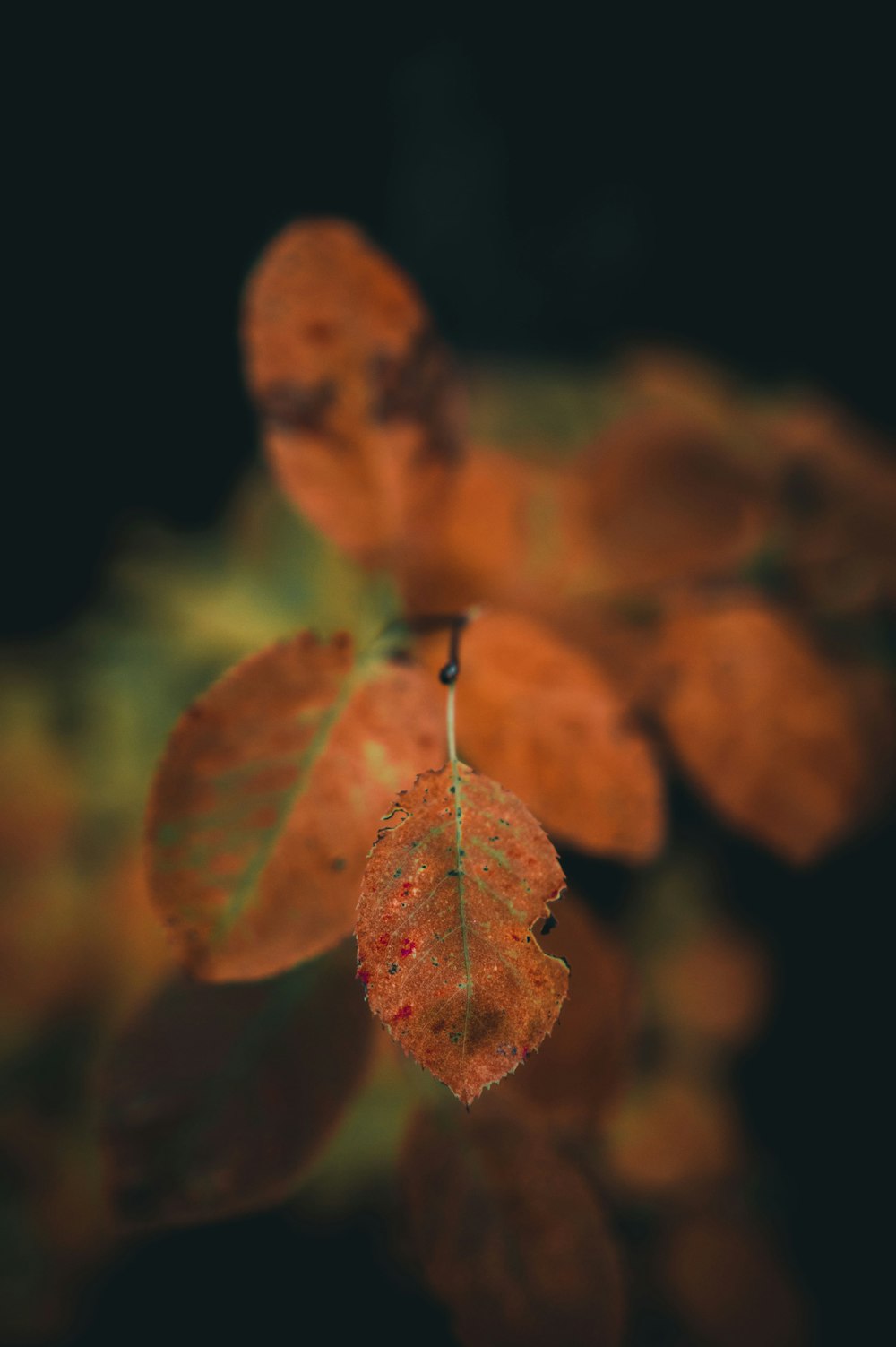 closeup photo of brown leaves