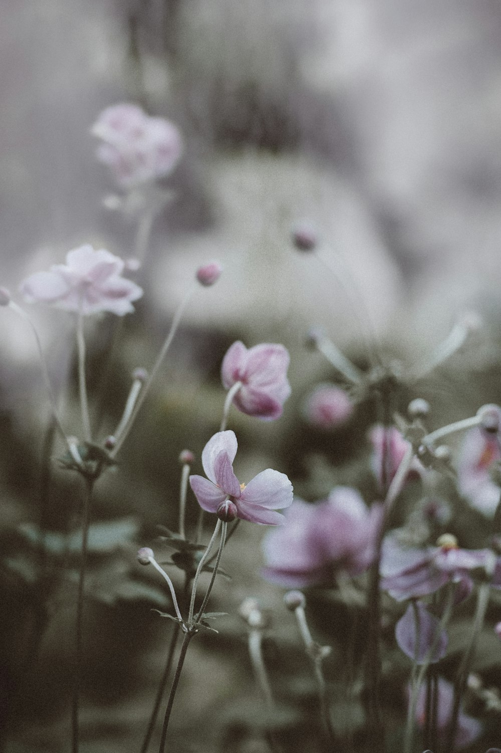 selective focus photography of pink petaled flowers