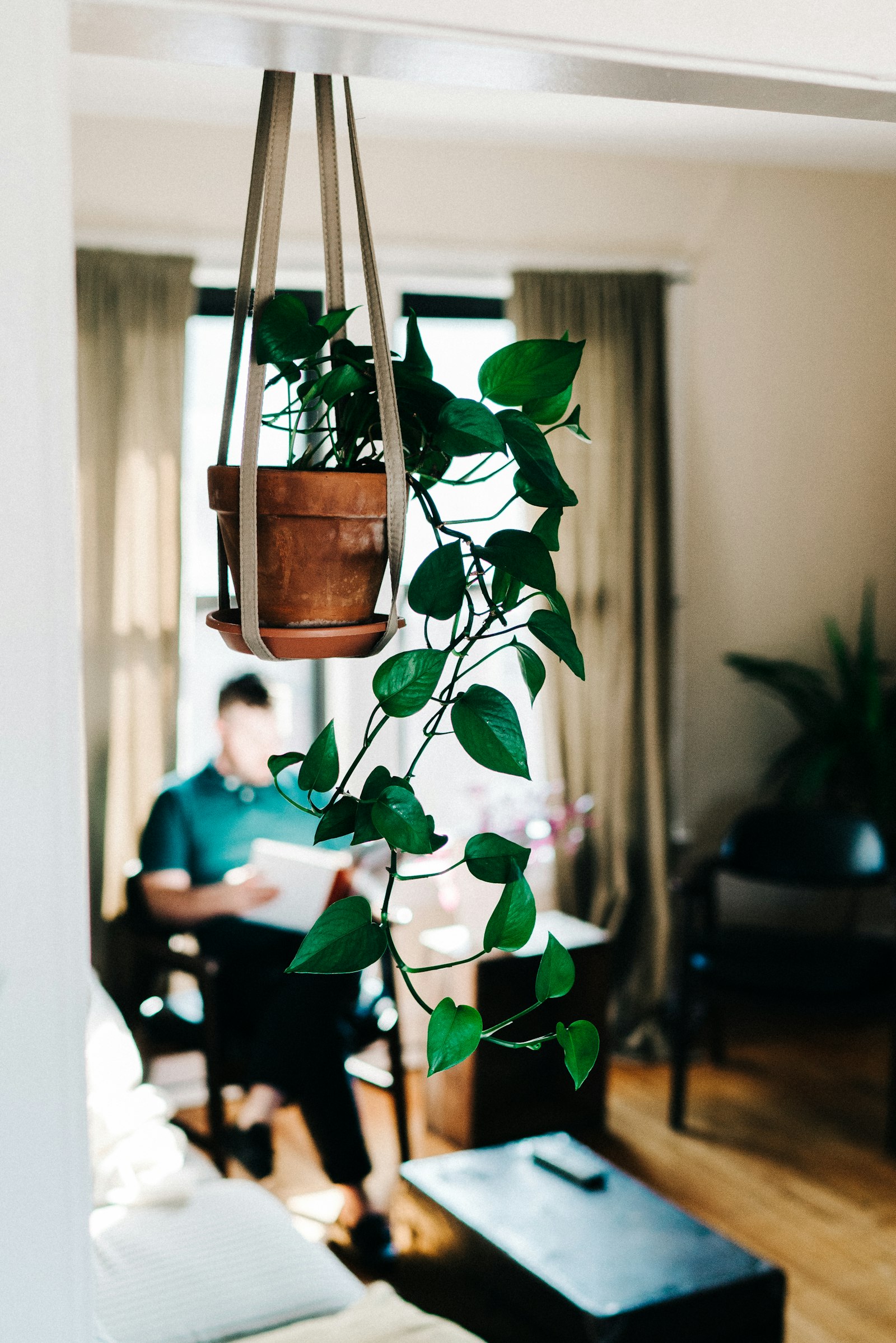 Sony a7R II + Sony Distagon T* FE 35mm F1.4 ZA sample photo. Green leafy plant hanging photography