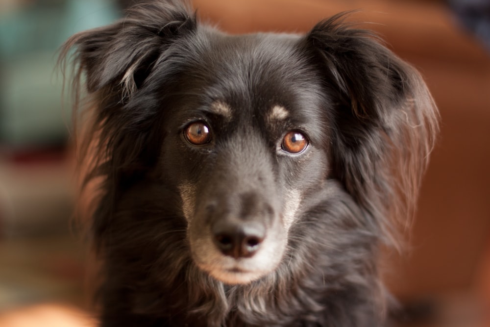 Cachorro preto olhando para a câmera