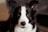 long-coated white and black dog closeup photo