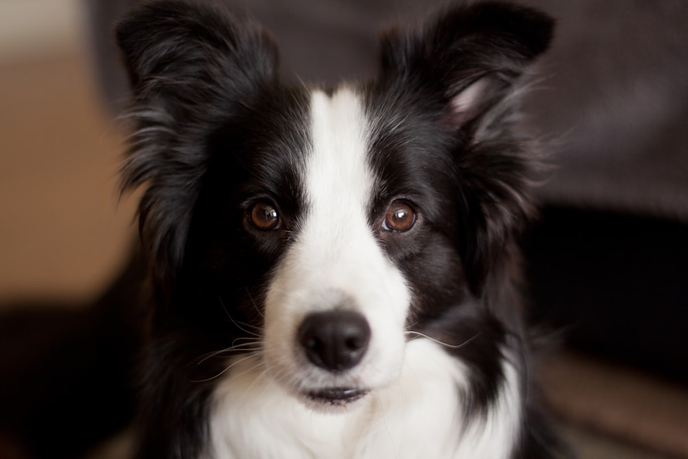 foto de closeup de cachorro branco e preto de pelagem longa