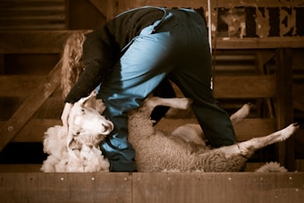 A person is shearing a sheep inside a wooden pen. The scene captures the process of removing wool from the sheep, with the animal lying on its back. The person is wearing blue pants and a black top, focused on the task at hand.
