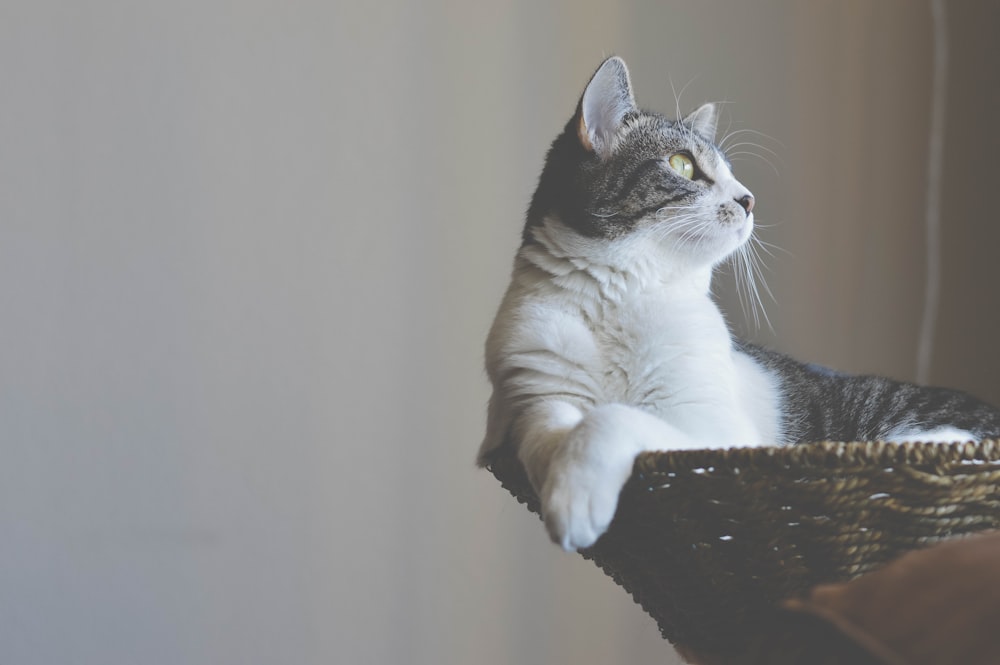 white and black cat sitting on basket