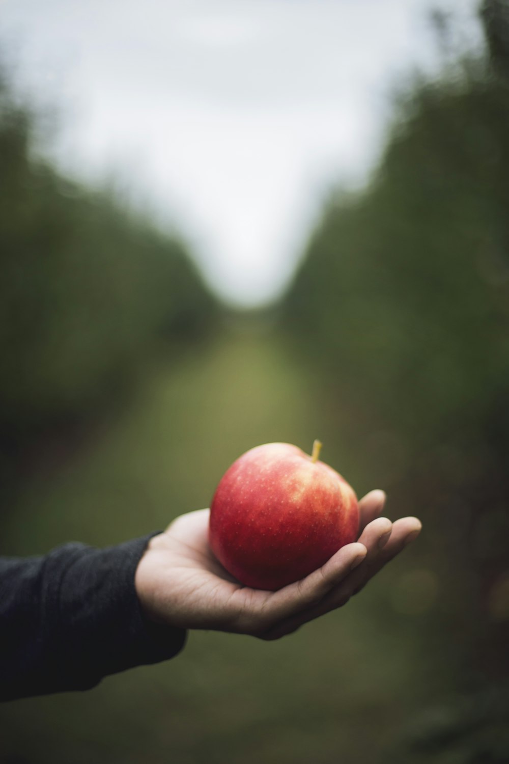 manzana en la mano de una persona