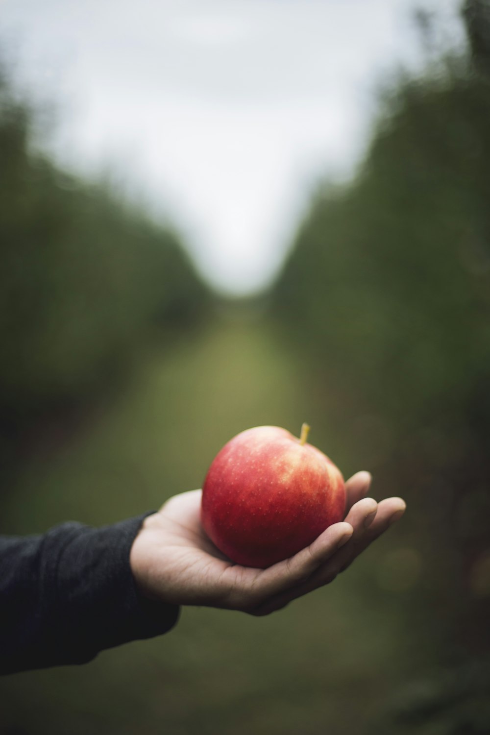 pomme sur la main de la personne