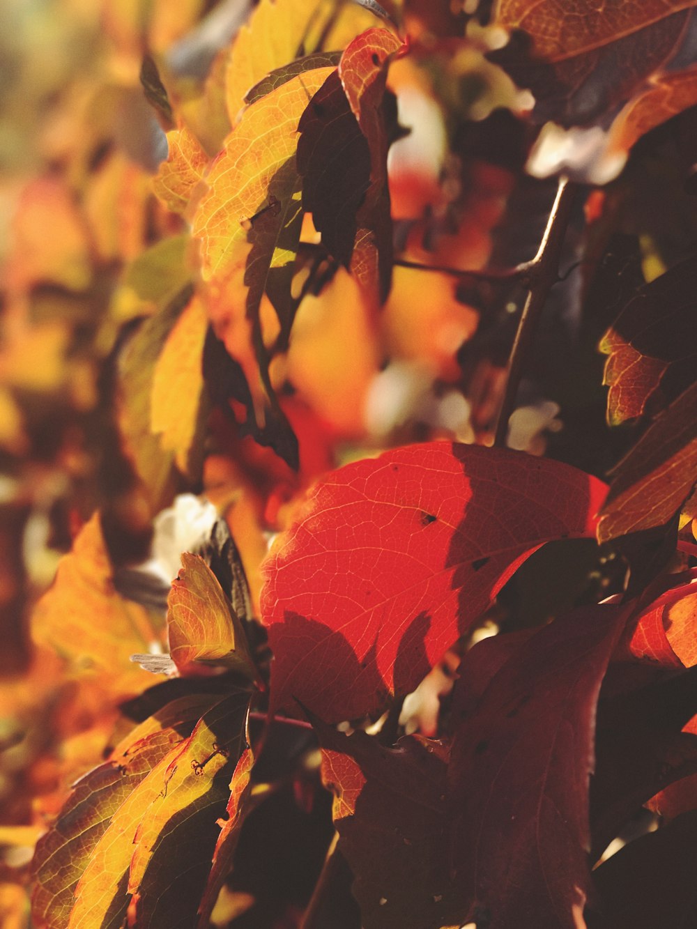 photo of brown tree leaves during daytime